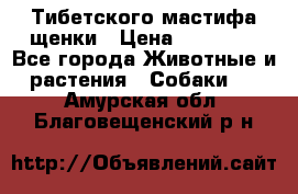  Тибетского мастифа щенки › Цена ­ 10 000 - Все города Животные и растения » Собаки   . Амурская обл.,Благовещенский р-н